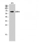 GRB10 Polyclonal Antibody